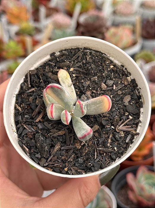 Cotyledon orbiculata var. flanaganii variegata