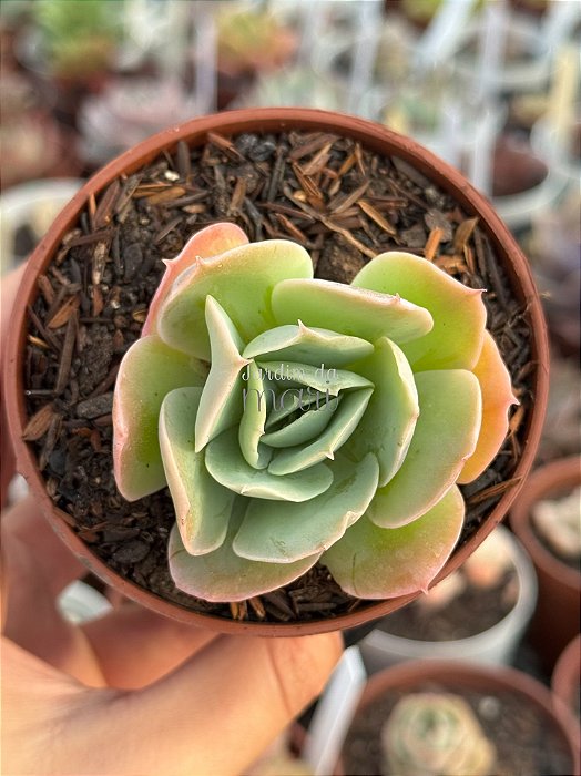 Echeveria bladerunner