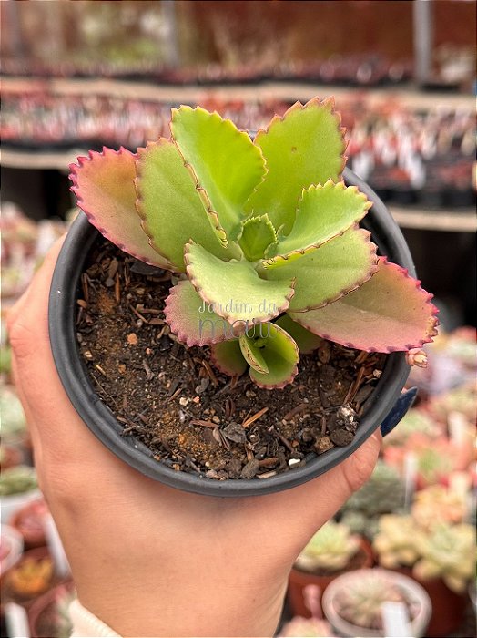 Kalanchoe laetivirens