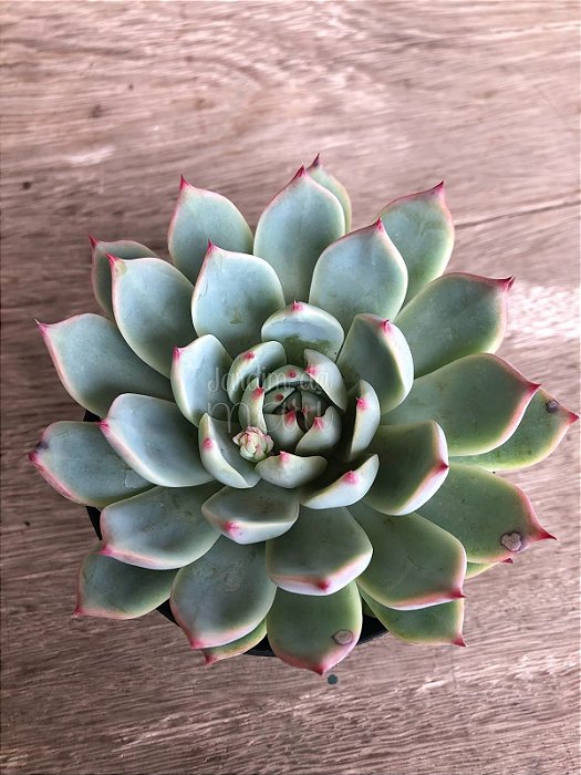 produto ls080 echeveria parva x lindsayana muda pequena - Página