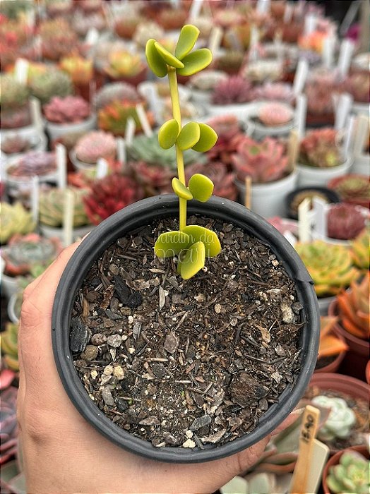 Peperomia tetraphylla hope