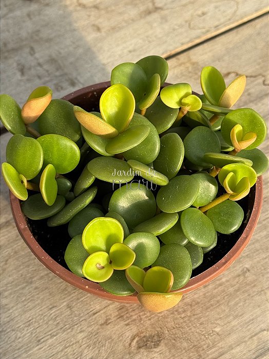 Peperomia tetraphylla hope