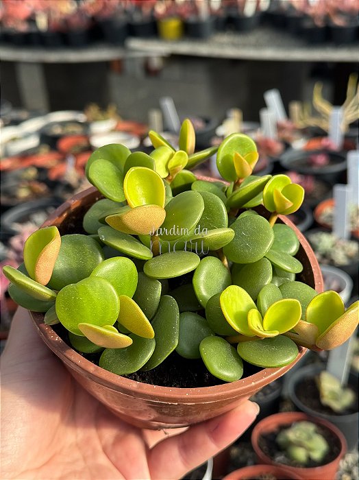 Peperomia tetraphylla hope