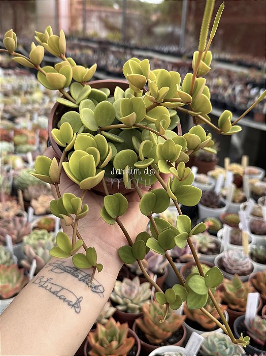 Peperomia tetraphylla hope