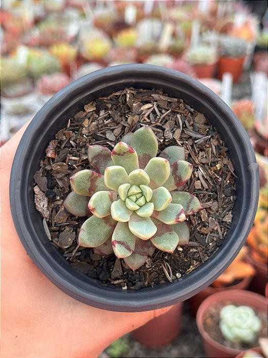 Echeveria swallow
