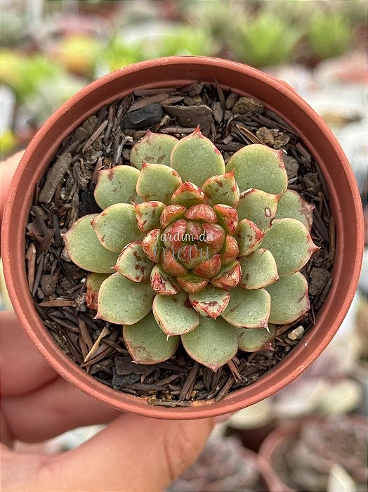 Echeveria swallow