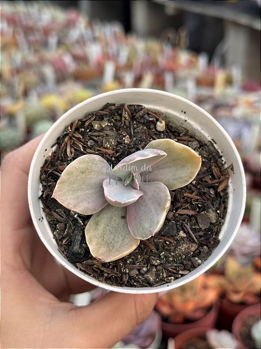 Echeveria decora variegata