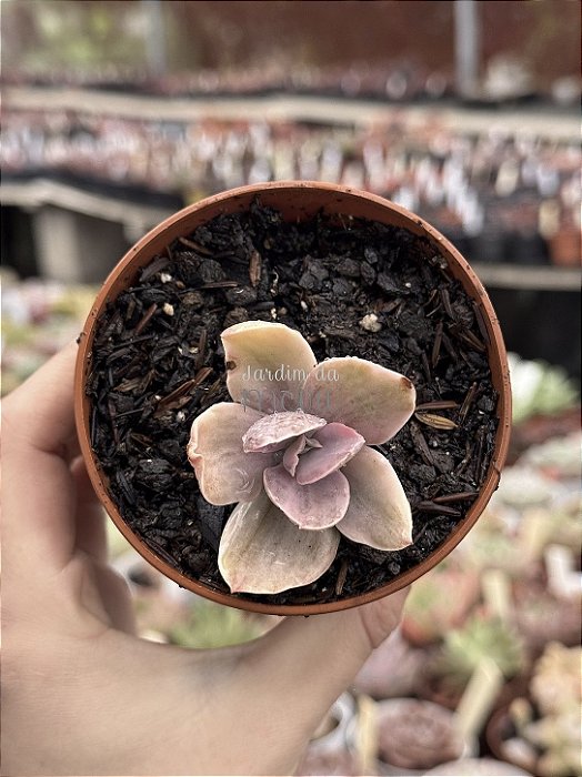 Echeveria decora variegata