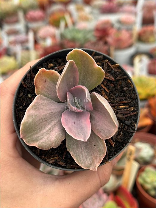 Echeveria decora variegata