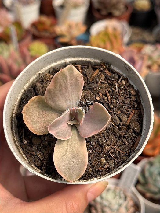 Echeveria decora variegata