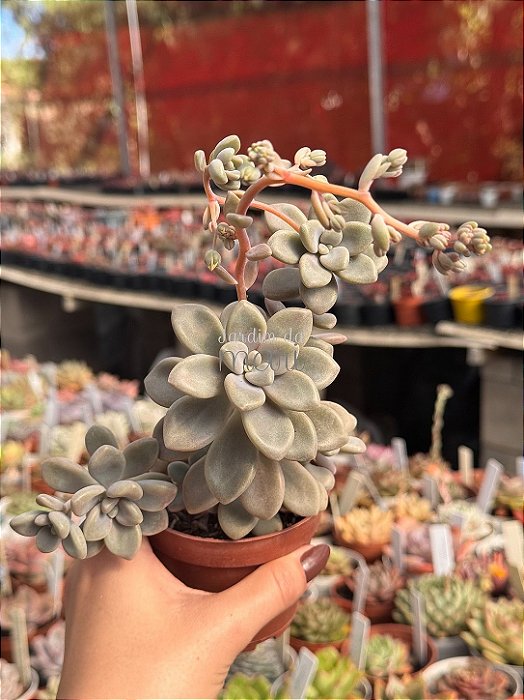 Graptopetalum ellen
