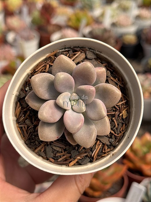 Graptopetalum ellen