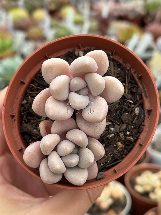 Graptopetalum ellen