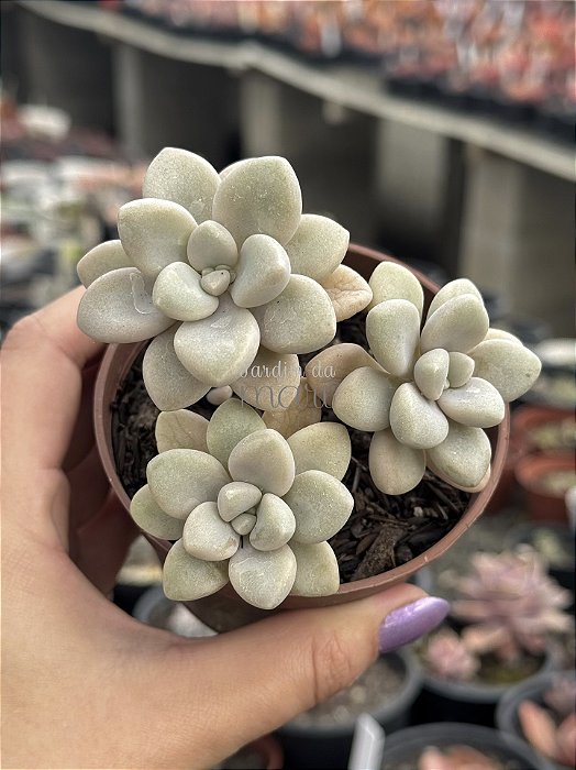 Graptopetalum ellen