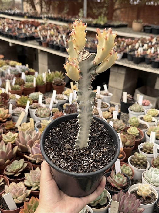 Euphorbia lactea variegata