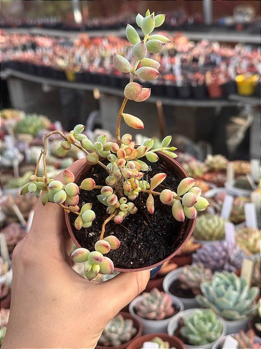 Cotyledon pendens
