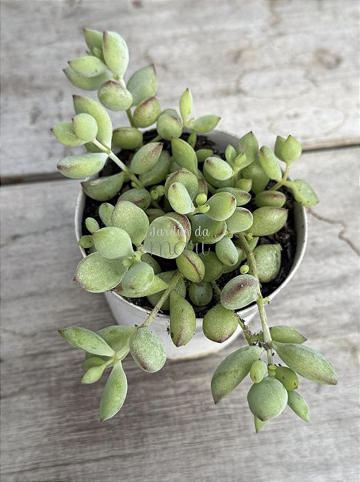 Cotyledon pendens