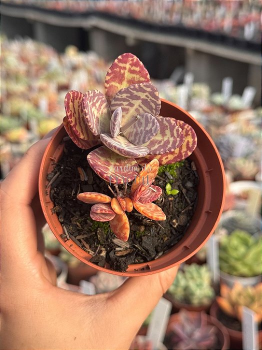 Kalanchoe humilis