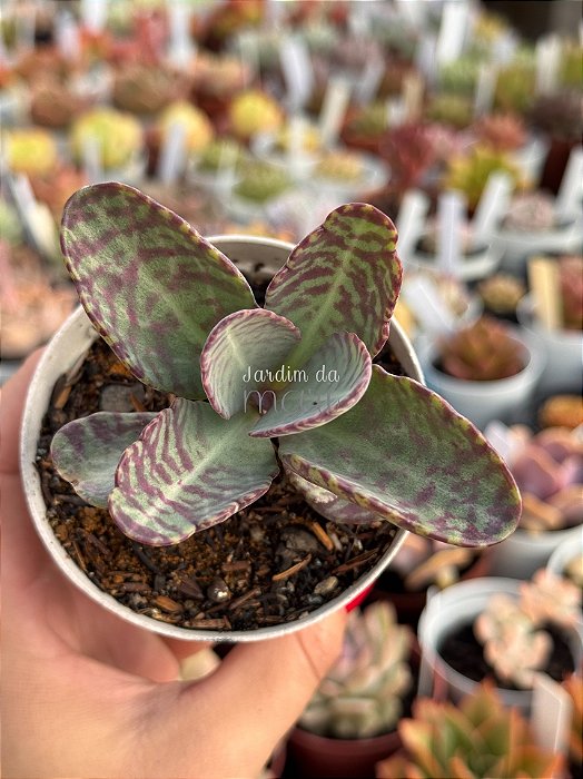 Kalanchoe humilis