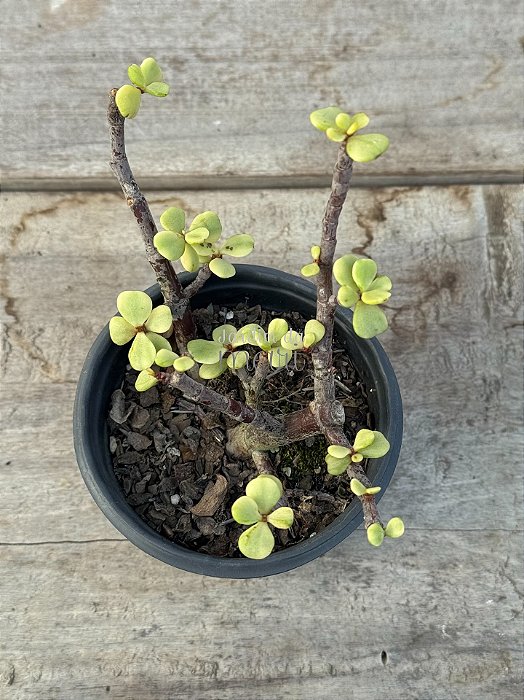 Portulacaria afra variegata (bonsai)