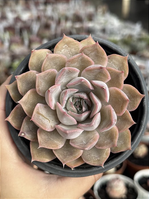 Echeveria orion