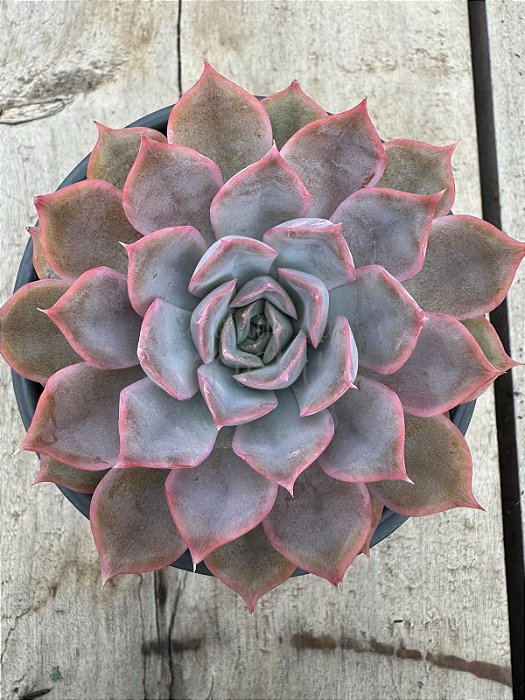 Echeveria orion