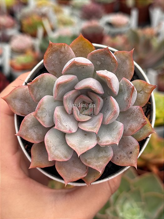Echeveria orion