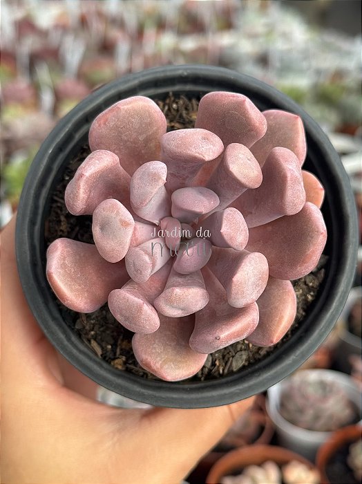 Graptoveria cupid