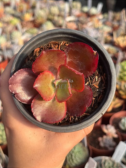 Echeveria david harris (sem raiz)