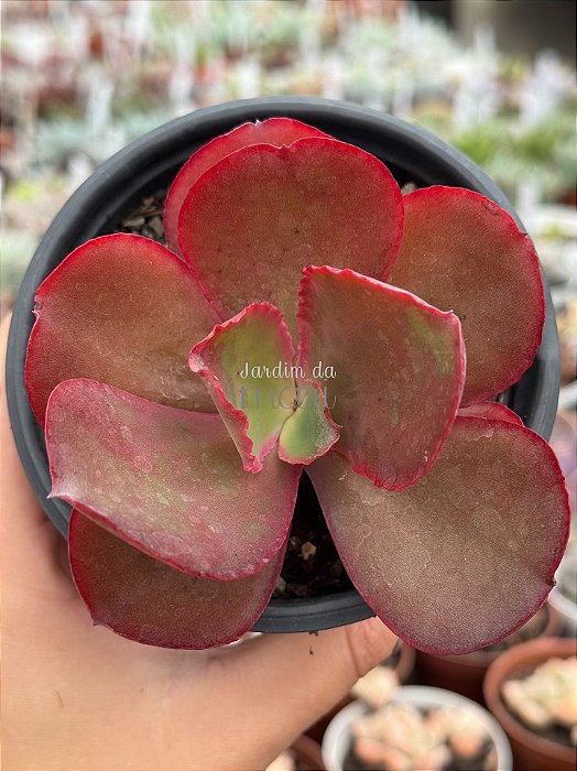 Echeveria David harris