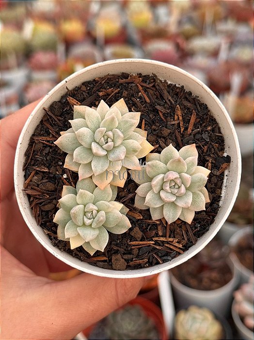 Echeveria prolífica variegata