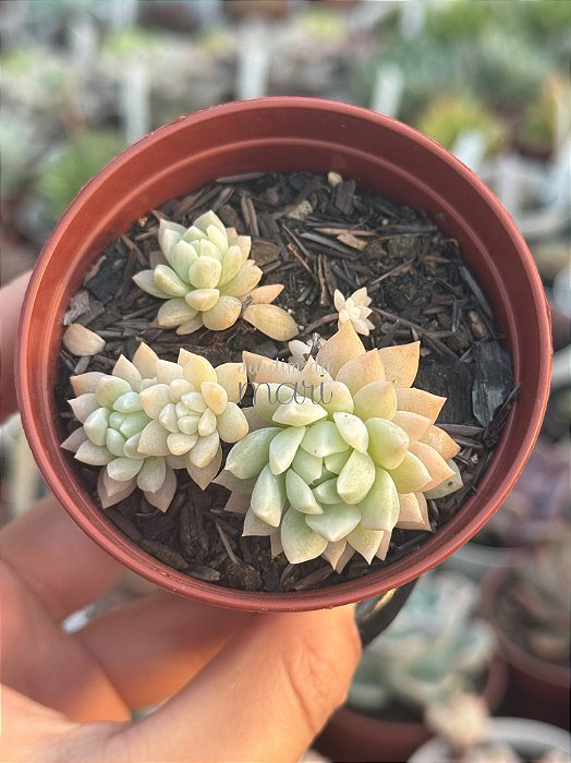 Echeveria prolífica variegata