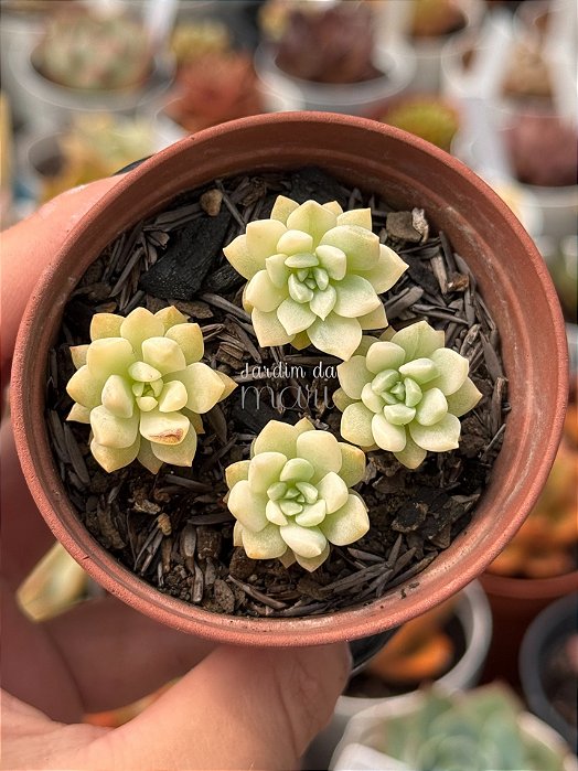 Echeveria prolífica variegata
