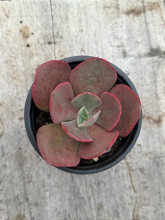 Echeveria nubilum