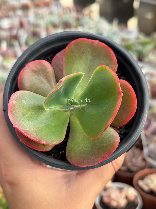 Echeveria nubilum