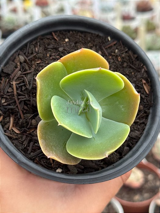 Echeveria papageno