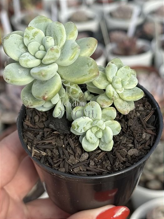 Sedum clavatum