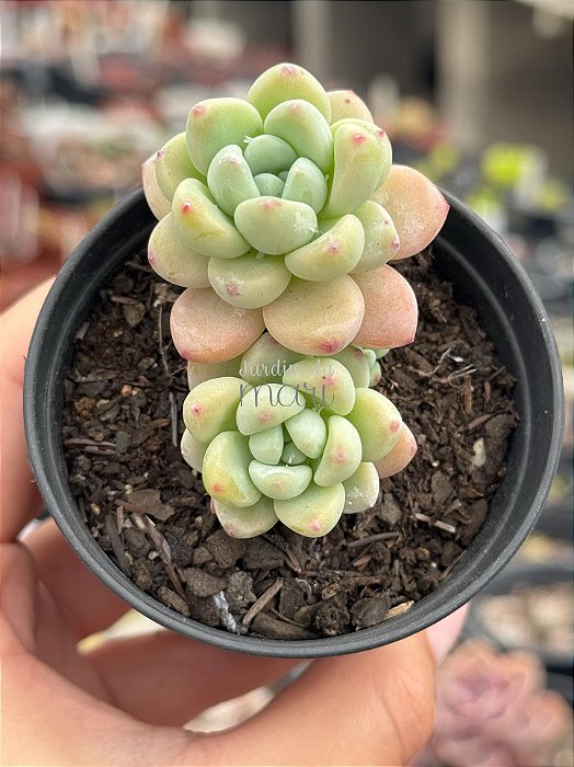 Sedum clavatum