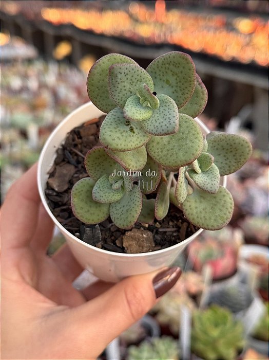 Crassula cordata