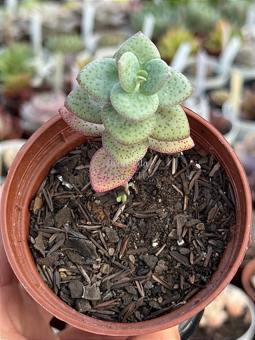 Crassula cordata