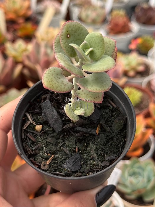 Crassula cordata