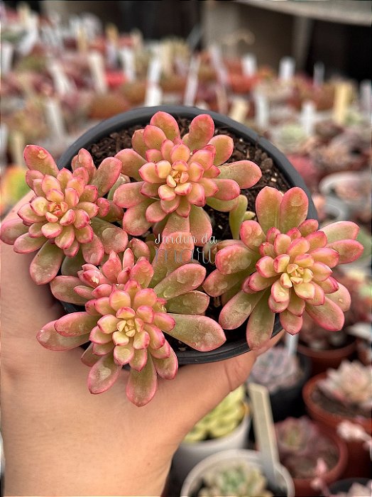 Sedum joyce tulloch variegata
