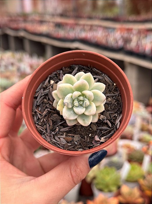 Sedum clavatum variegata