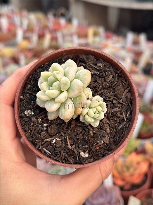 Sedum clavatum variegata