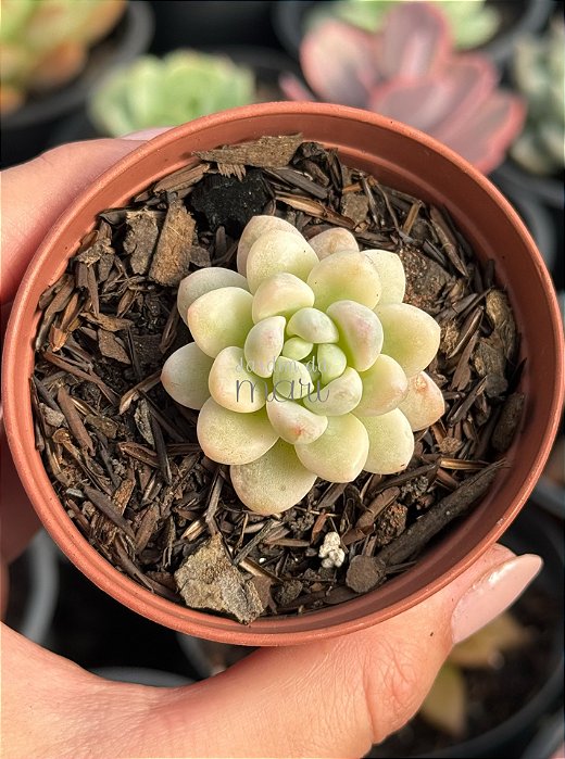 Sedum clavatum variegata