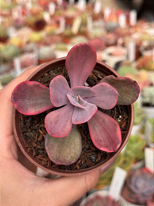 Echeveria angel wings variegata