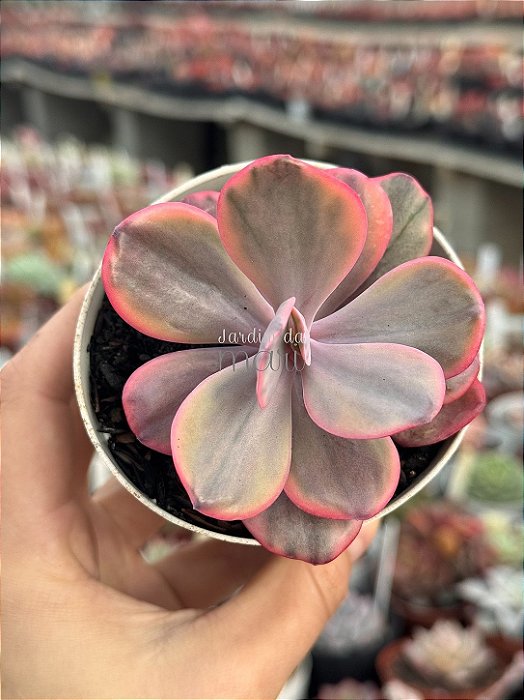 Echeveria angel wings variegata