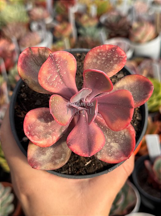 Echeveria angel wings variegata