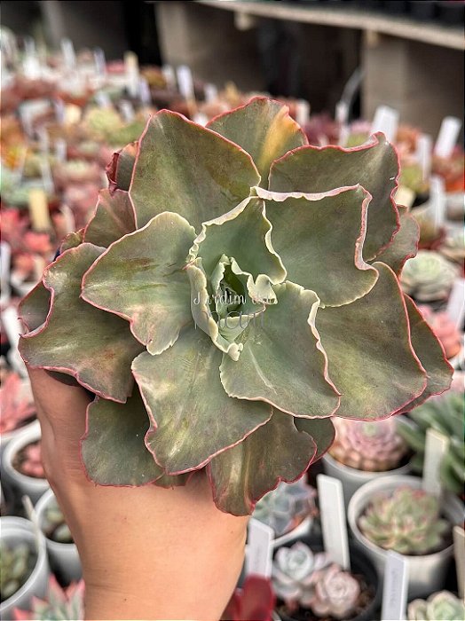 Echeveria san remo variegata