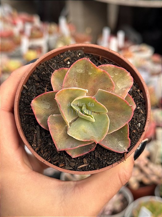 Echeveria san remo variegata